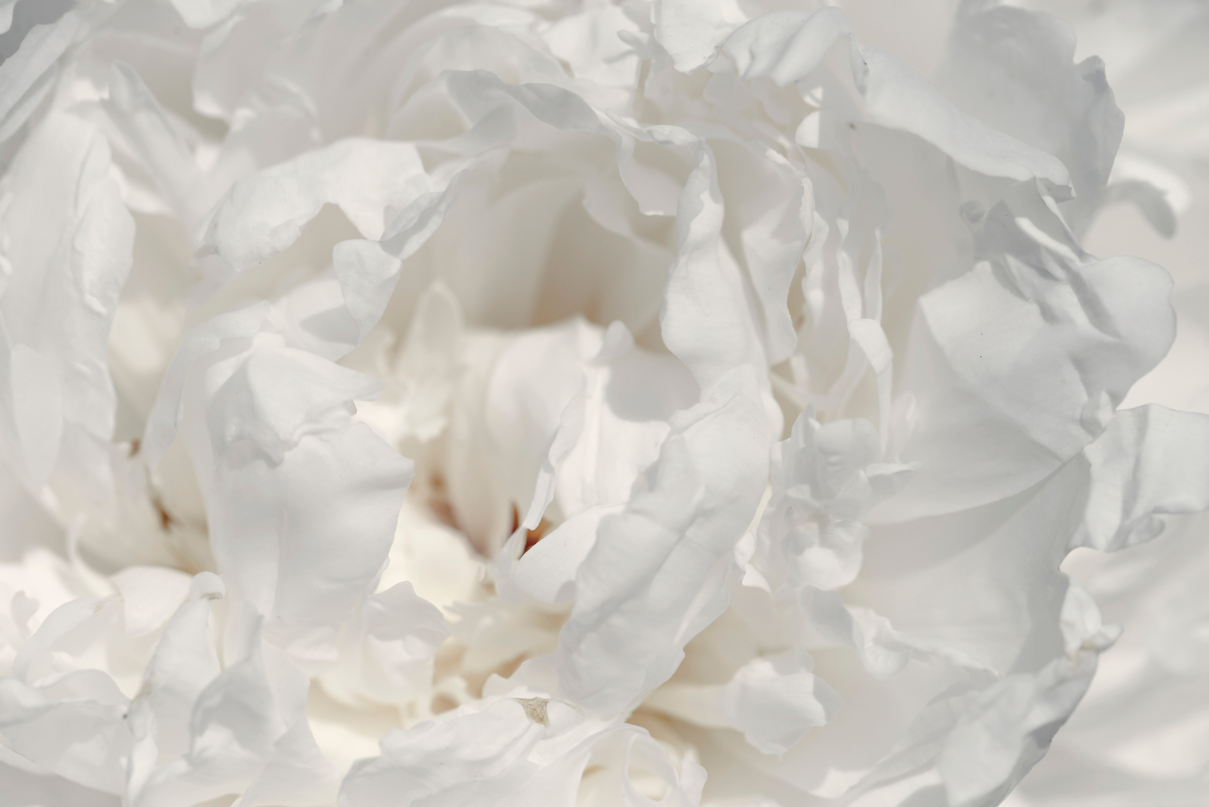 Close Up Shot of a White Flower